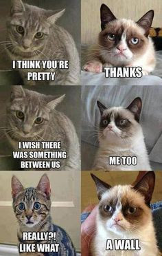 Grumpy Cat Quotes Funniest Grumpy Cat Quotes