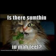 ... lunches mah teef funny cat pets funny animal kitty persian cat 1
