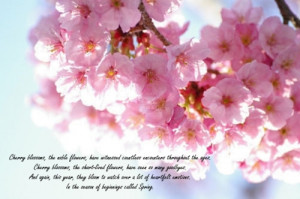 cherry blossom cherry blossom quote