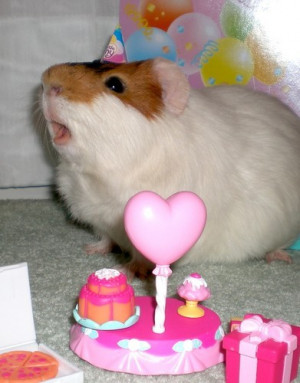 guinea pig birthday