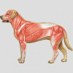 dog muscular system