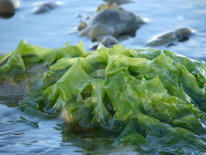 About 'Seaweed'