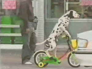 Dalmatian riding bike