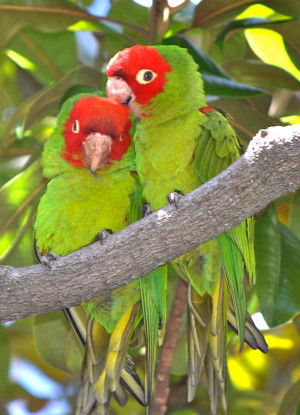 Network of Sacred Heart Schools