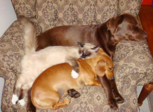dogs and cats cuddling together
