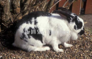 Rabbit Pets Black White Animal