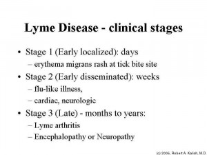 Lyme Disease - clinical stages