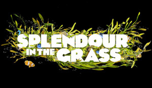 splendour-in-the-grass.jpeg
