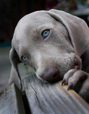 Blue-eyed Weimaraner puppy. #dog 