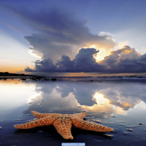 Imagens divertidas - MARAVILHOSAS ESTRELAS- DO-MAR