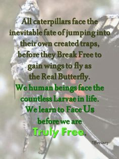 ... own hard and nutritious shell, known as pupal cuticle, around itself