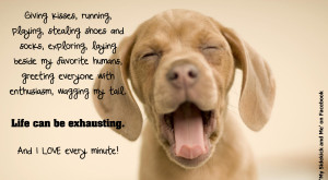 Puppy’s Perspective On Life