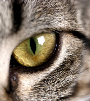 Cat__s_Eye_II_by_Matarsak.jpg