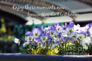 Purple Pansies And Life Quote Print by Nishanth Gopinathan