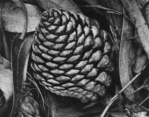 Ansel Adams – Pine Cones and Eucalyptus Tree, 1932