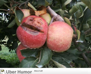 was picking apples in the orchard when suddenly….