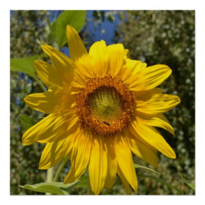 The Beautiful Sunflower