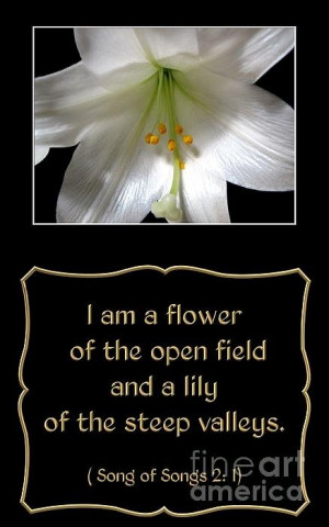 easter lily with song of songs quote poster easter lily with song of ...