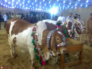 Hindi SMS – Bakra Eid Mubarak Eid ul adha 2015 English SMS