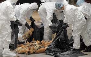 Home > News Center > Health & Science > Bird Flu Claims Another Life ...