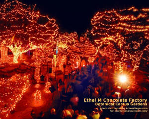 Lighting Vegas Cactus Credited