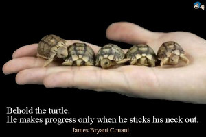 Behold the turtle! Cydcor reviews its favorite quote images. #cydcor # ...