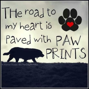 Quotes The Roads, Dogs Quotes, True Facts, My Heart, So True, Pet ...