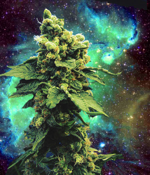 ... weedinspace tagged weed weed in space space weed plant marijuana