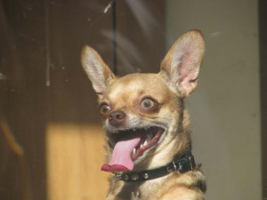 summer shave may NOT be the best option for your pet