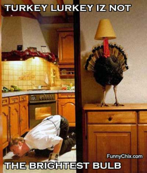 turkey lurkey is not the brightest bulb tags funny turkey