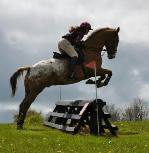 16 2 german warmblood x appaloosa