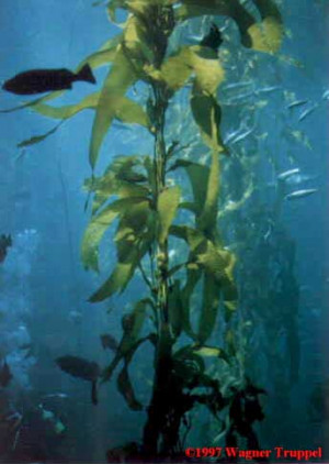 Seaweed Picture Slideshow
