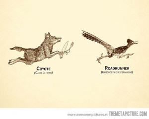 Funny photos funny coyote vs roadrunner real animals