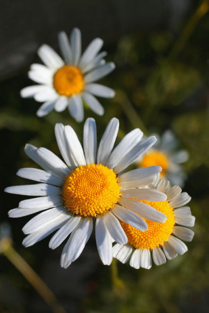 daisy quotes tumblr all sizes an english daisy