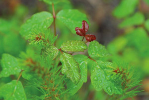 Native Plants Poisen Ivy Poison Oak Rash Genus Rubus Pictures