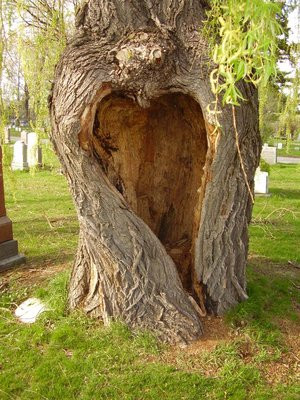 the tree of love, tree love quotes, tree love poem, lovely as a tree ...