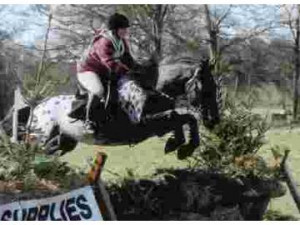 Hound › Horses & ponies for sale › All-rounder › 2014 Appaloosa ...