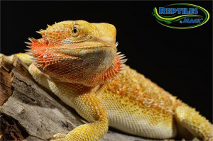 Male Citrus Bearded Dragon