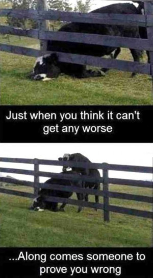 ... this Funny Pictures Quotes Jokes Photos Images Pics Cow For picture
