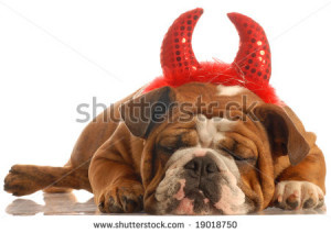 Related Pictures english bulldog dressed as devil making a funny face ...