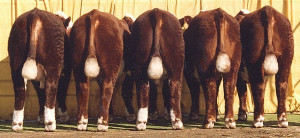 The cattle are numbered left to right from behind