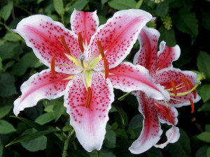 Beautiful-Lily-Flowers