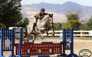 Discuss Appaloosa stallions! at the Horse Breeding forum - Horse ...