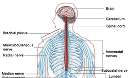 Nervous System Diagram Labeled