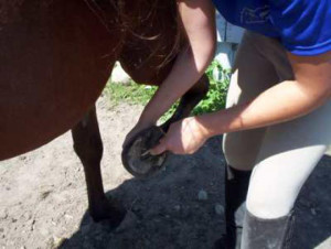 Clean out all four hooves and check for signs of injury or disease ...