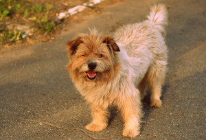 Dougspetguide Content Uploads Cute Fluffy Dogs Breeds