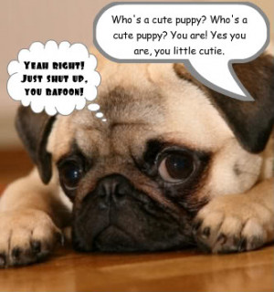 funny pug Image