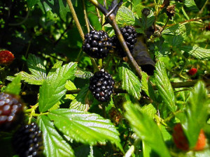 wild blackberry bushes