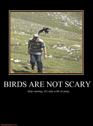 birds are not scary funny motivational animals