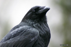 举出渡鸦图片 Quote the Raven, 举出渡鸦 , 渡鸦 , 未开垦 ...